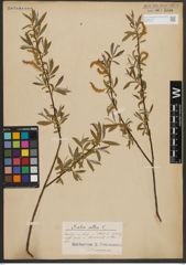 Foto von Salix alba L.